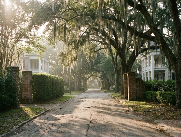 Tree-lined estate lane scene representative of the Point Clear, Alabama Eastern Shore